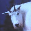 mt_goat's Avatar